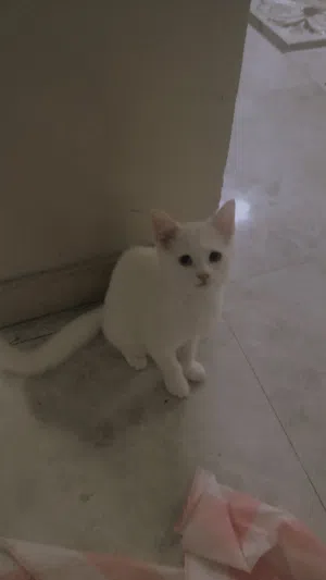 بيع قطة منزلي اليف شوف وصف