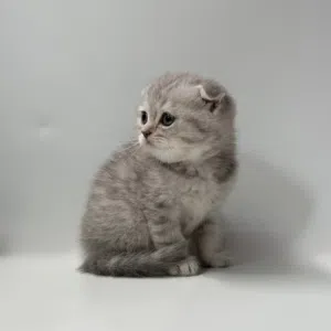 Scottish kittens