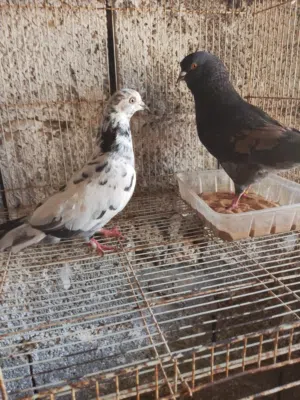 مذكرني للبيع واحدالباكستاني واحد زاجل او تبديلهم بقوبيا شكلها او باكستان وتين تزوج