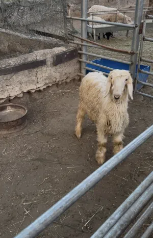 كبش رملي مشروع فحل
