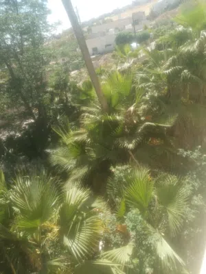شجر نخيل واشنطونيا