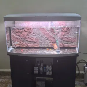 big tank for sale