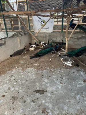بيض طاووس للبيع