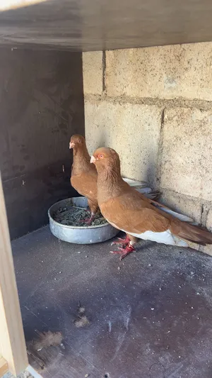 ‏حمام‏0