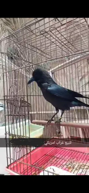 للبيع غراب امريكي الحجم العود