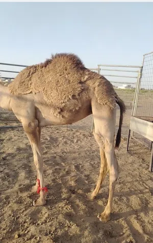 بكره بنت مرعوش راعي العريا