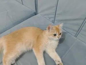 قطه بنت للتبني مع اكلها وترابها و متعلمه على الليتر بوكس