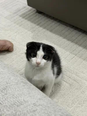 Adoption: Scottish Fold Mix Male Kitten Looking for His Forever Home