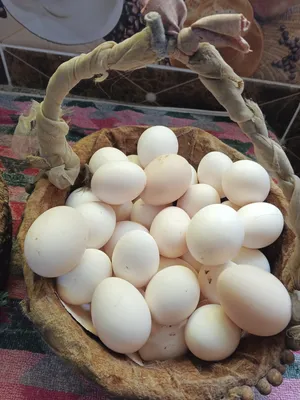 بيض بلدي للبيع