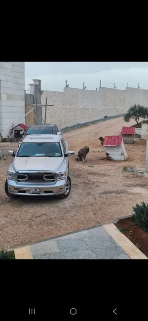 Used Dodge Ram in Jerash