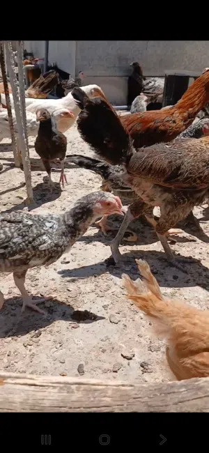 دجاج بلدي 100 %
