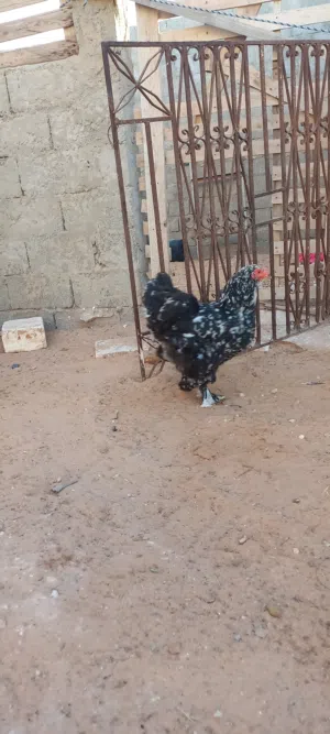 دجاج براهما للبيع