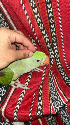 متوه نيبالي