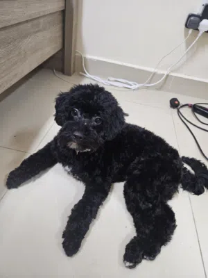 Breed: Maltipoo