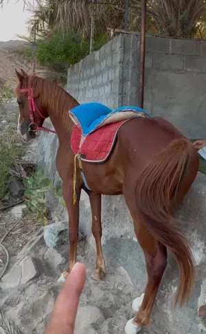 حصان مهجن للبيع
