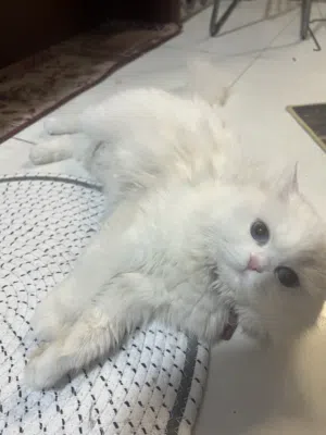 قط همالايا