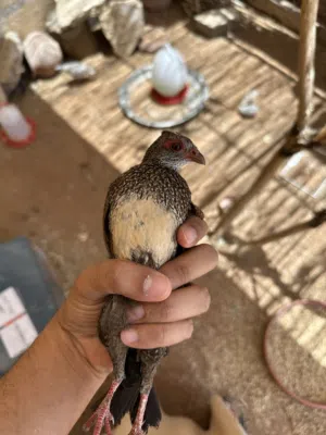 للبيع حجل صخري