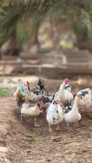 بط مصري منتجات
