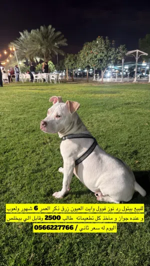 للبيع كلب بيتبول رد نوز ذكر العمر ست شهور و لعوب معا الجواز و التطعيمات