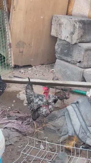 دجاج عرب وابو ركيبه