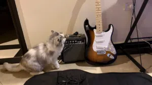 Electric guitar قيتار غيتار جيتار كهربائي  غيتار اليكتريك