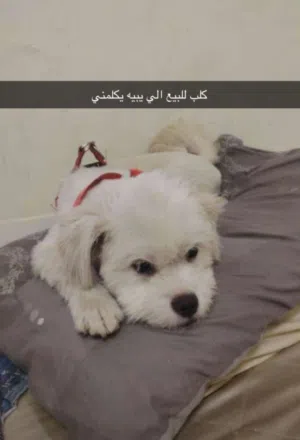 كلب للبيع مالتيز