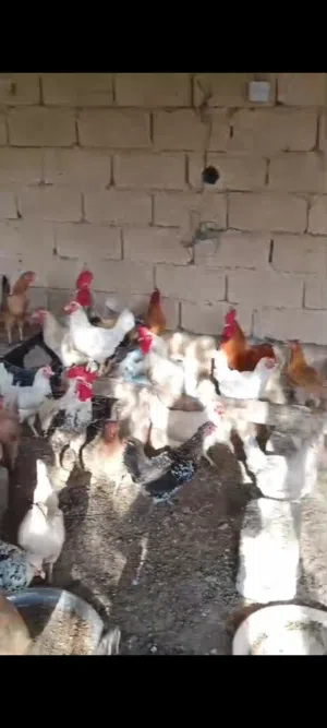 دجاج عماني بياص
