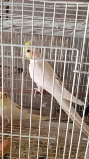 كوكتيلات 3 مثل ماواضحات مالات بيت وخشنات لتك