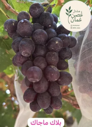 تتوفر لدينا شتلات عنب أصناف مختلفه و مميزه