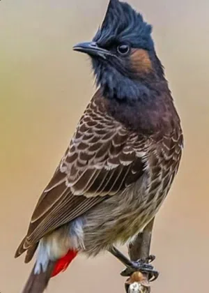 محمية نضوري 
