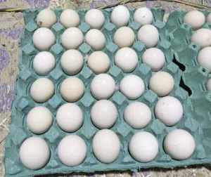 متاح بيض دجاج عرب الاصلي