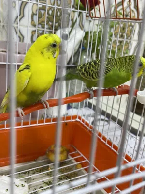 السلام عليكم طيور حب للبيع انثى وذكر وياهم القفص مالتهم