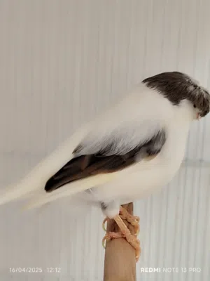 ذكر كناري قلوستر