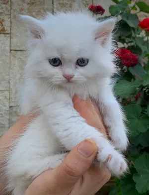 Persian4