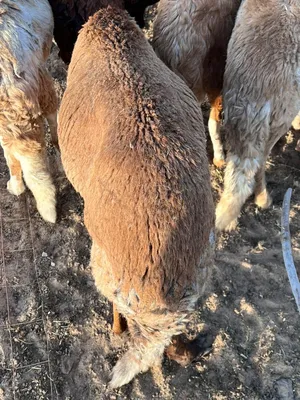 Sheep0