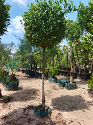 Trees, palms and outdoor plants for vilas, farms and gardens