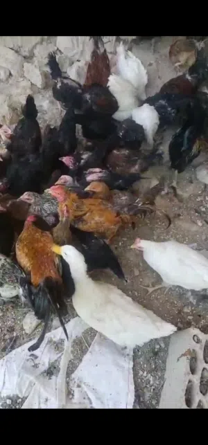 جاج بلدي للبيع