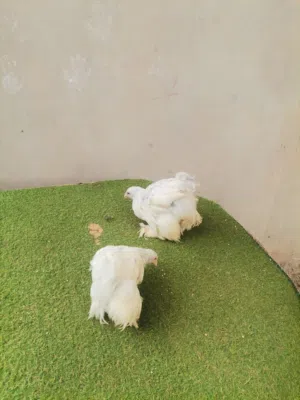 السلام عليكم متوفر كوبيا براهما