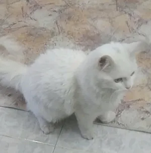 Persian0