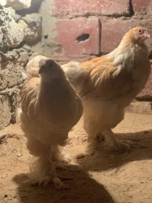 ديك وعتوقة براهما ليموني تبارك الله