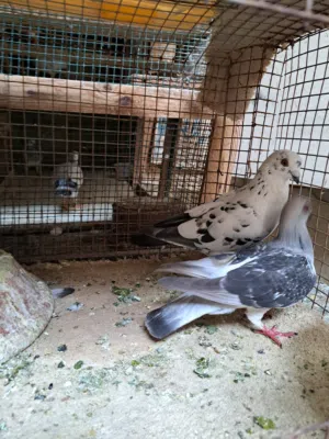 جوز حمام للبيع