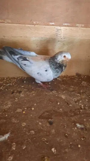 فحل ذباني طير حمام بس زقيتو بطن