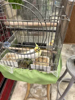 مجموعة طيور للبيع وببغوات