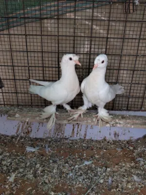جوز مخليف عداد شوشه وغره وسروال وفحل زاجل