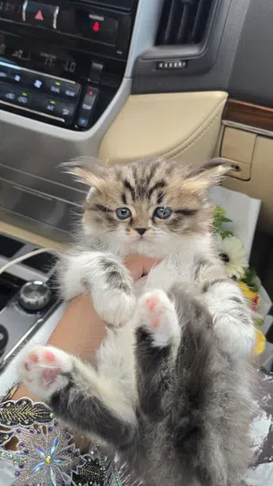 قطط اناث فصيلة راجدول للبيع