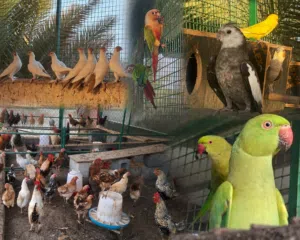 بيع اناث دره ودجاج منتجات ذكر وايت فيس زوج كنيور وحمام زينه كل شي بالوصف مع الأسعار
