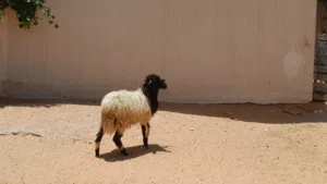 فطيمه وطنيه الله يبارك عمرها ف6شهور ونص سليمه من اي عيب بادن الله..
