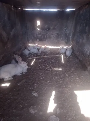 ‏أرانب‏0
