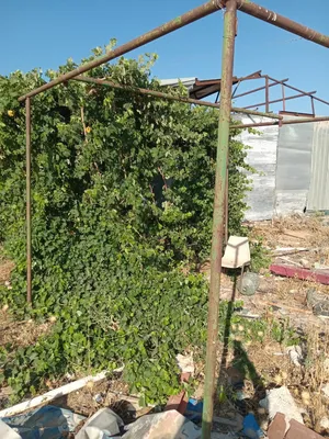 ‏أشجار - نباتات‏1