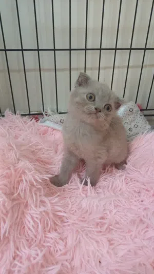 سكوتش فولد العمر شهرين صحته ممتازة جدا    و توصل واتس اب